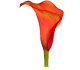 گل شیپوری اداُن